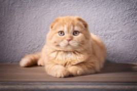 cat-profile
