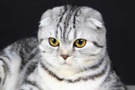 cat-profile